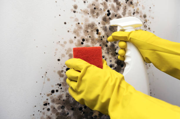 Best Emergency Mold Removal  in Middletown, MD