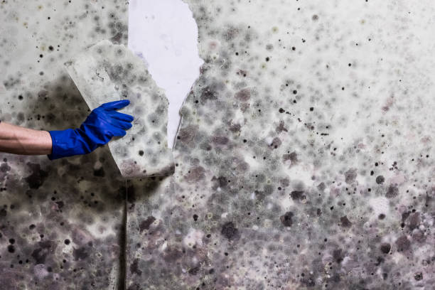 Trusted Middletown, MD Mold Removal Experts